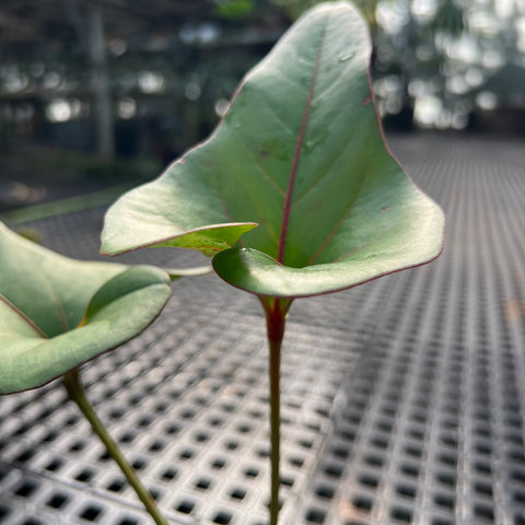 Anthurium brownii