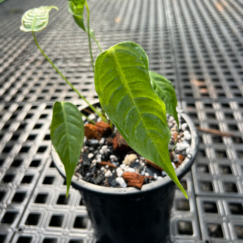 Anthurium Veitchii híbrido