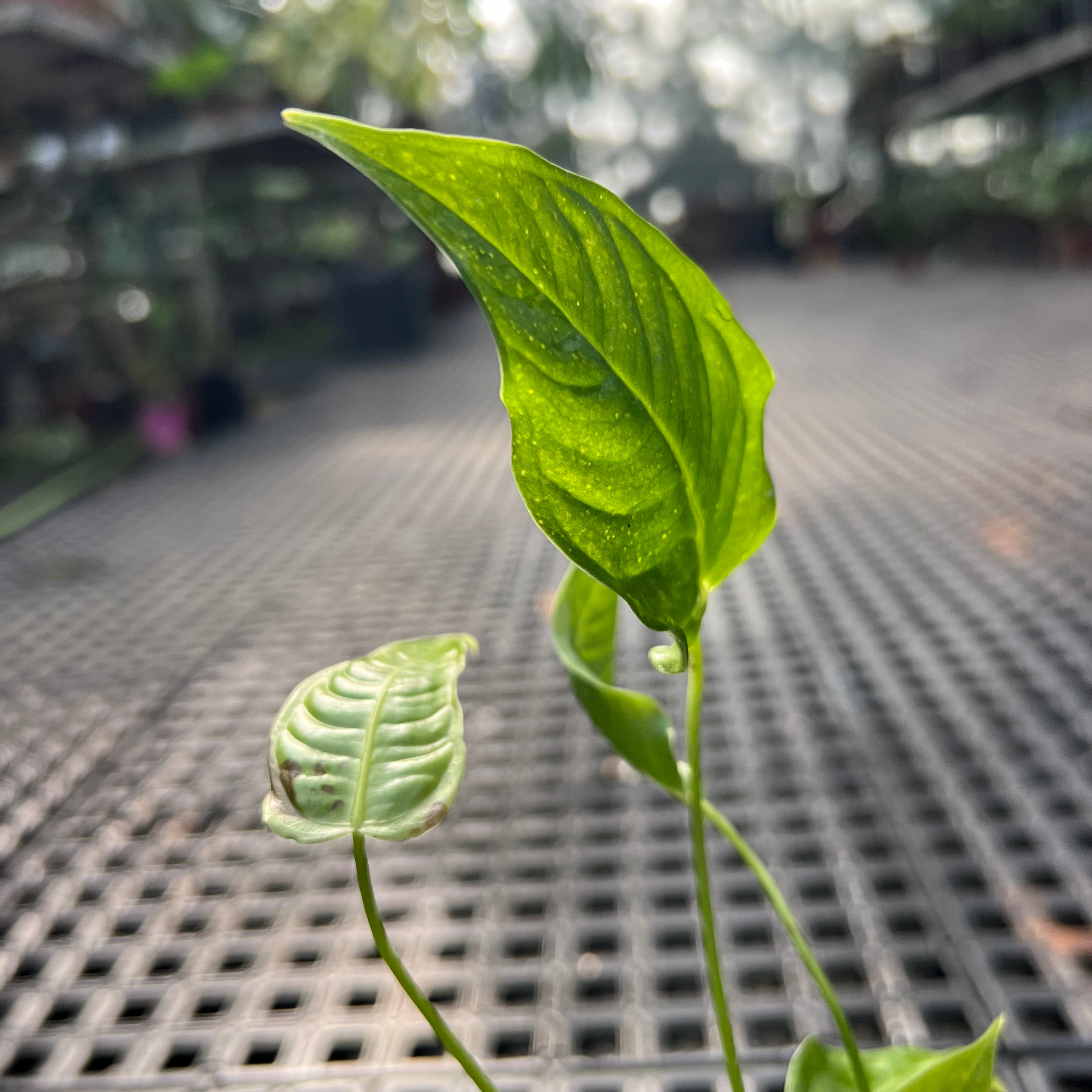 Anthurium Veitchii híbrido: Compre Plantas Raras | Entre Raízes