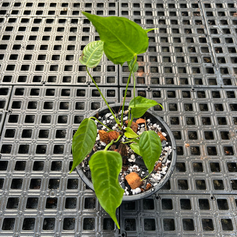 Anthurium Veitchii híbrido