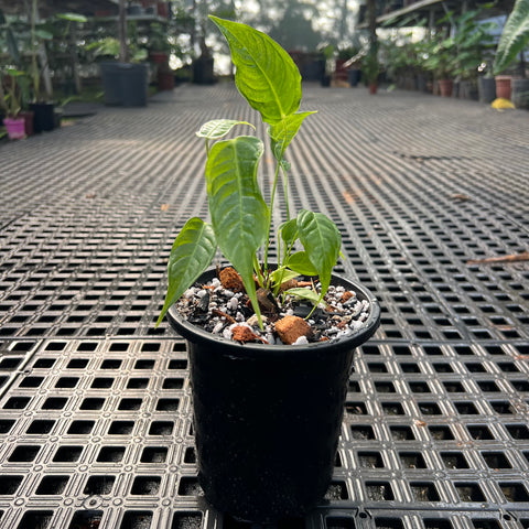 Anthurium Veitchii híbrido