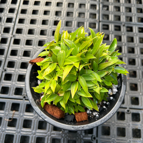 Philodendron mini