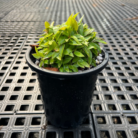 Philodendron mini