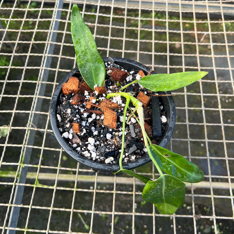 Anthurium pallidiflorum