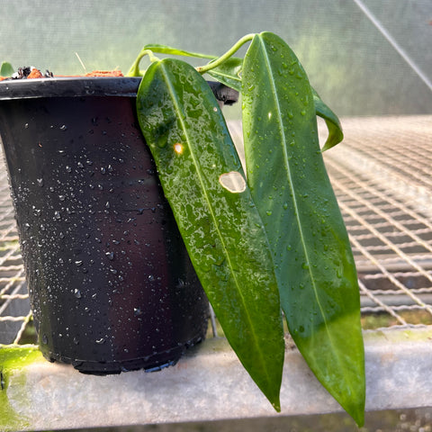 Anthurium pallidiflorum