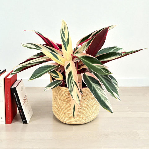 Calathea triostar + Cesta fibra natural