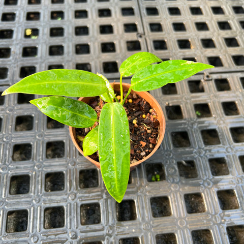 Anthurium warocqueanum  x Anthurium Warocqueanum 'Esmeralda'