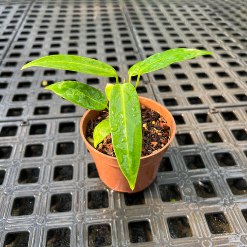 Anthurium warocqueanum  x Anthurium Warocqueanum 'Esmeralda'