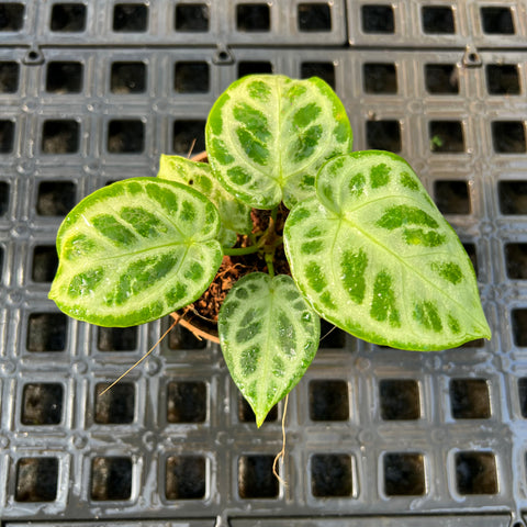 Anthurium 'Crystal Hope'