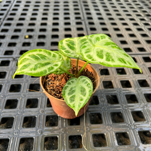 Anthurium 'Crystal Hope'