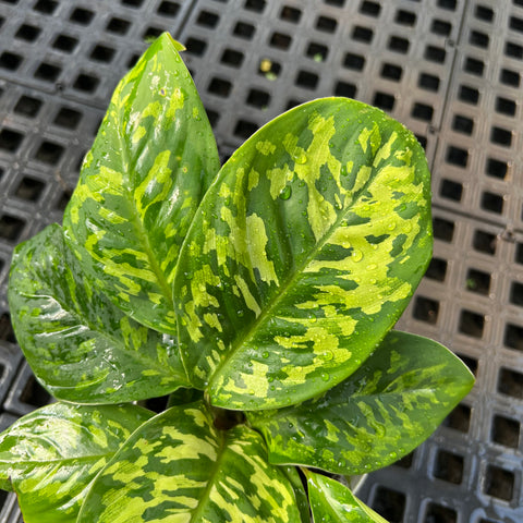 Homalomena 'Camouflage'