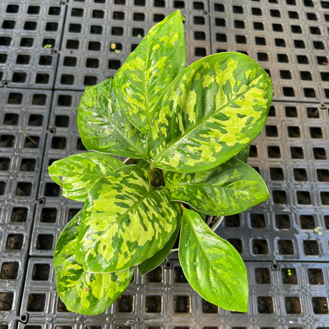 Homalomena 'Camouflage'