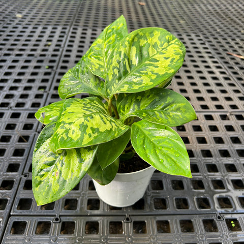 Homalomena 'Camouflage'