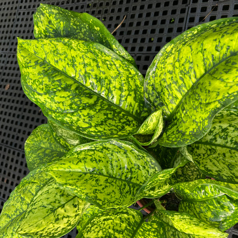 Aglaonema siamense