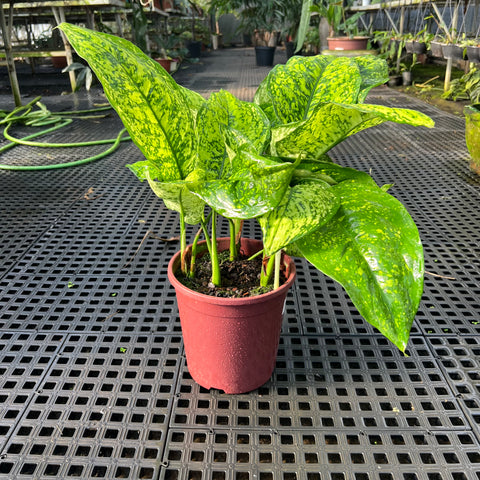 Aglaonema siamense