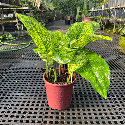Aglaonema siamense