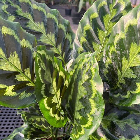 Calathea Veitchiana