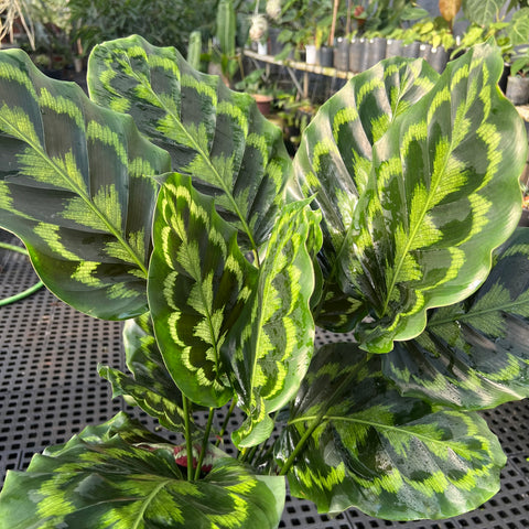 Calathea Veitchiana