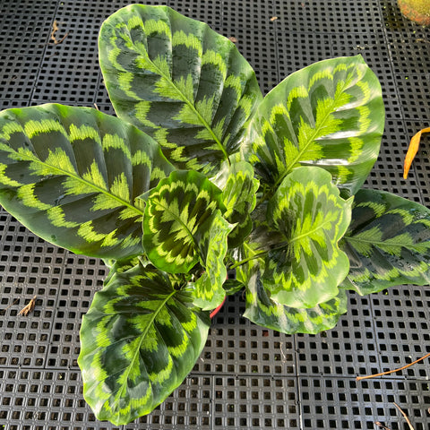 Calathea Veitchiana