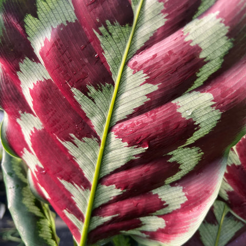Calathea Veitchiana