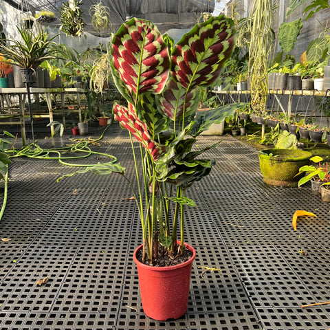 Calathea Veitchiana