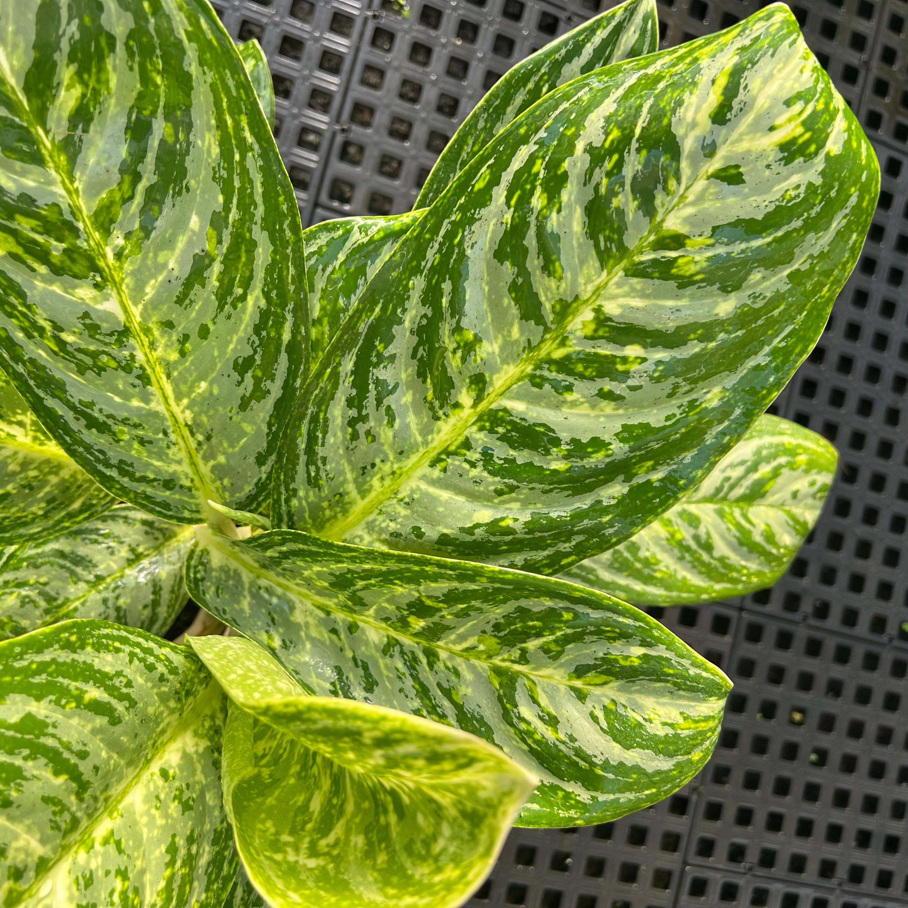 Aglaonemas: Compre Plantas Raras e Exóticas | Entre Raízes – Entre