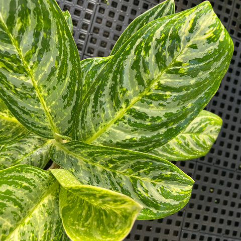 Aglaonema Hypnotica Alba