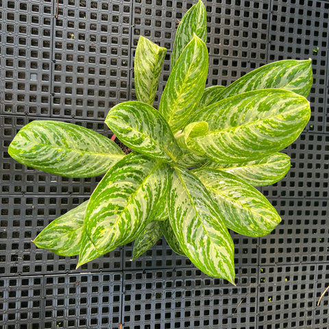 Aglaonema Hypnotica Alba