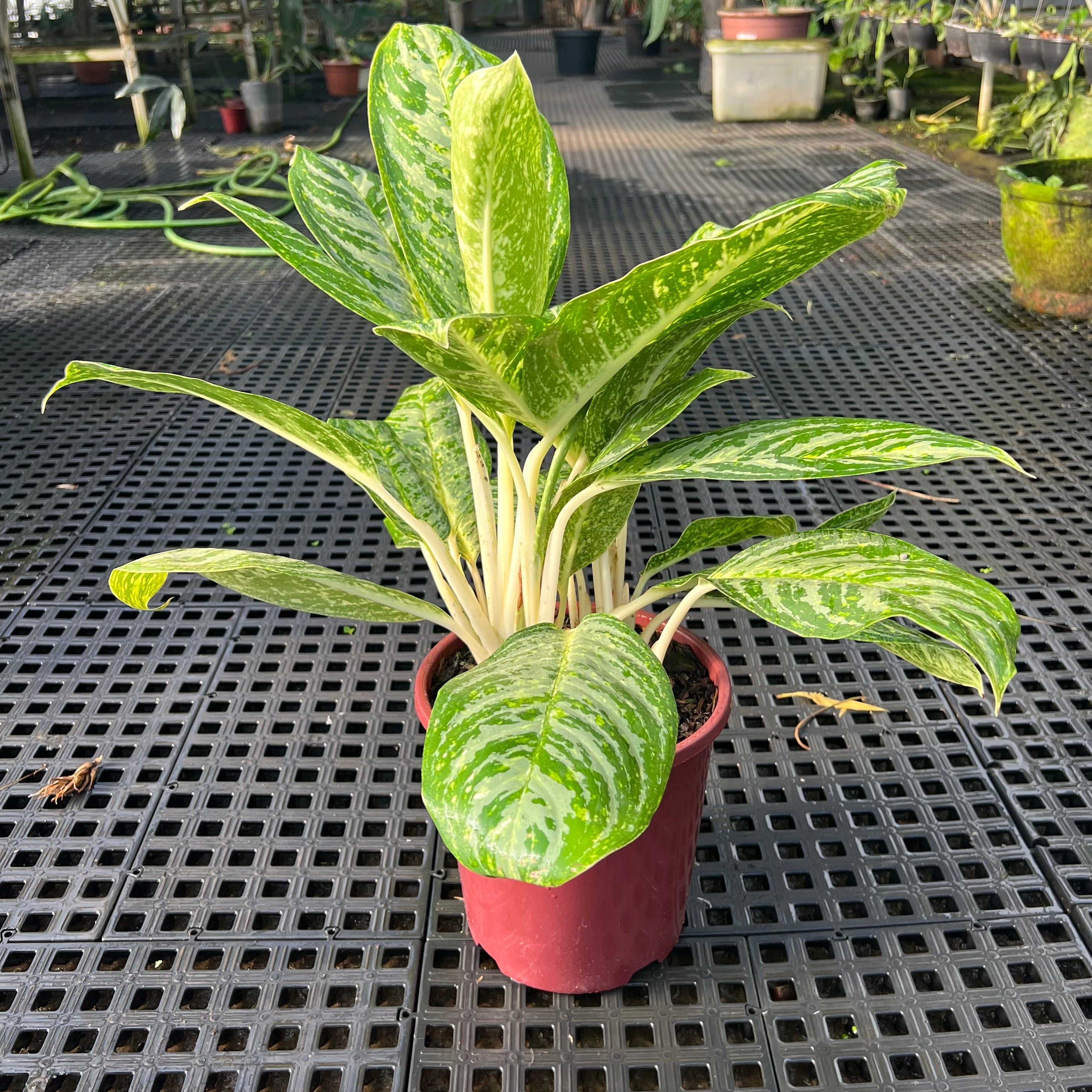 Aglaonemas: Compre Plantas Raras e Exóticas | Entre Raízes – Entre