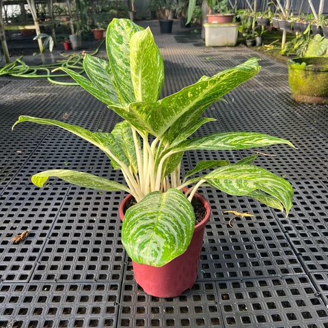 Aglaonema Hypnotica Alba