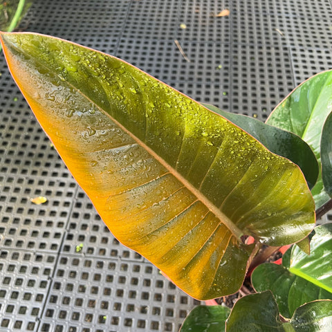 Philodendron Congo 'Rojo'