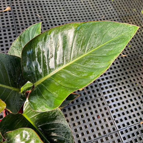 Philodendron Congo 'Rojo'
