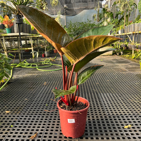 Philodendron Congo 'Rojo'