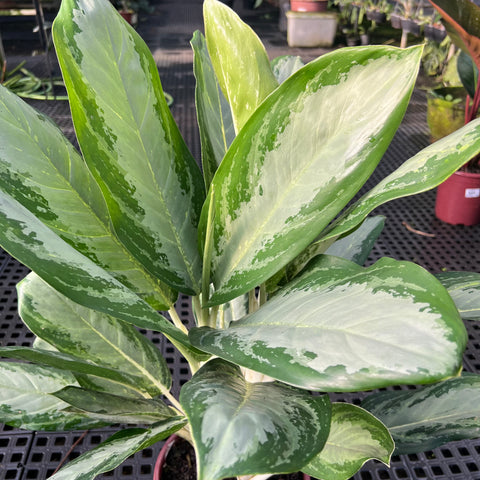 Aglaonema 'white rain'