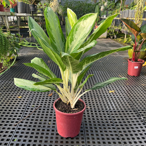 Aglaonema 'white rain'