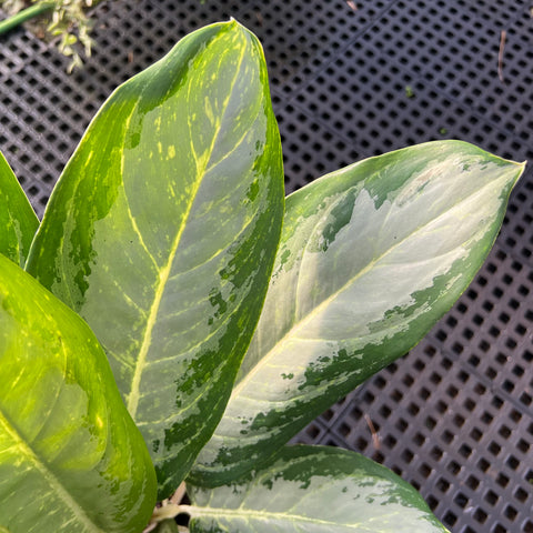 Aglaonema 'white rain'