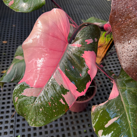 Philodendron 'Pink Princess' (Grande)
