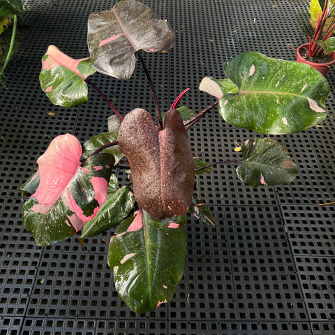 Philodendron 'Pink Princess' (Grande)