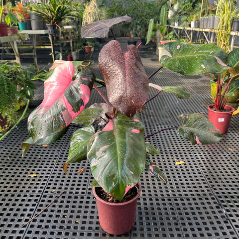Philodendron 'Pink Princess' (Grande)