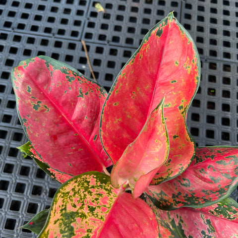 Aglaonema Suksom