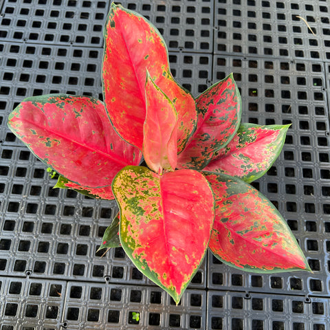 Aglaonema Suksom