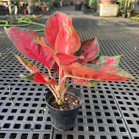 Aglaonema Suksom