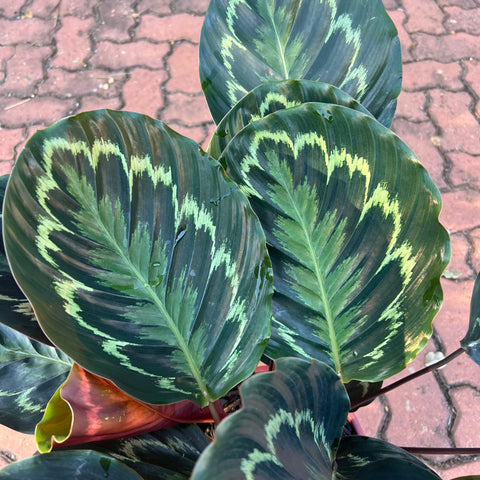 Calathea medallion