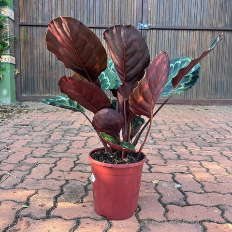 Calathea medallion
