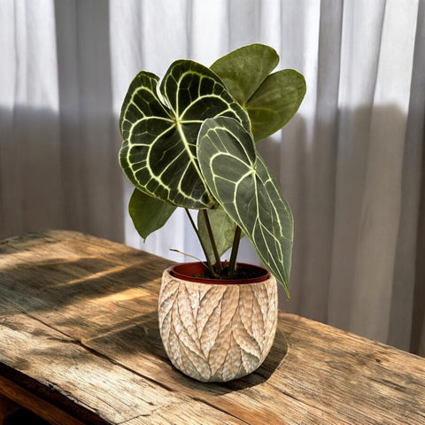 Anthurium clarinervium + cachepot folhas