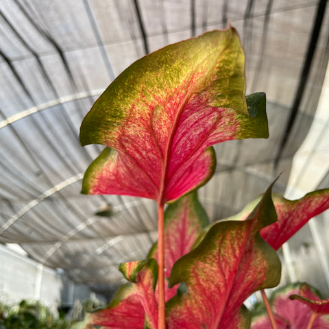 Caladium 07- lançamento