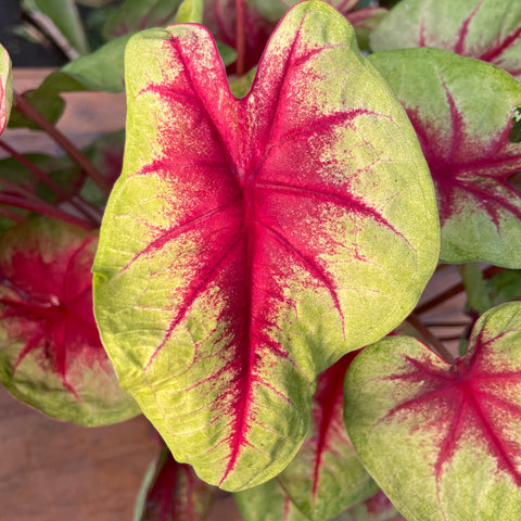 Caladium 08 -lançamento