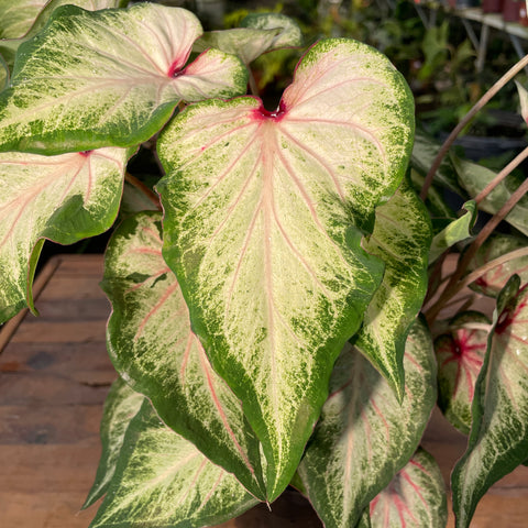 Caladium 09 -lançamento