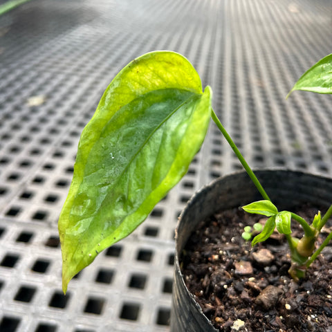 Anthurium Croatii