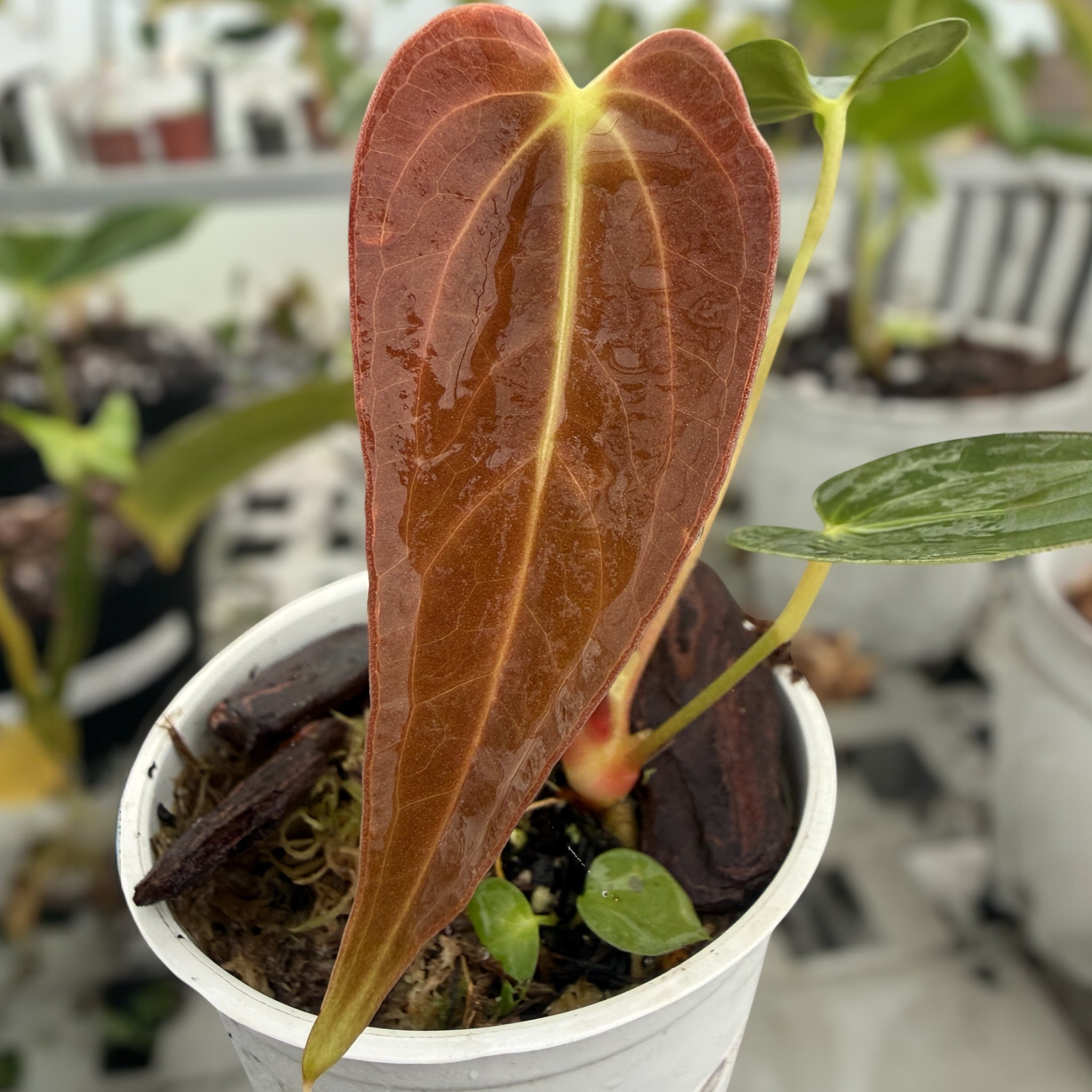 その他観葉植物 Anthurium papillilaminum x sp nov DF Anthurium Papillilaminum x Sanguíneum – Entre Raízes Botânica